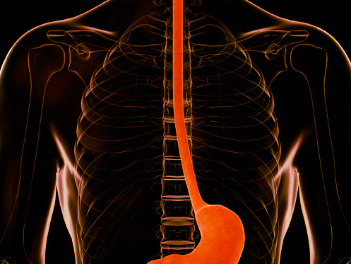 Imagem ilustra a parte interna de um corpo humano, destacando a região do esôfago